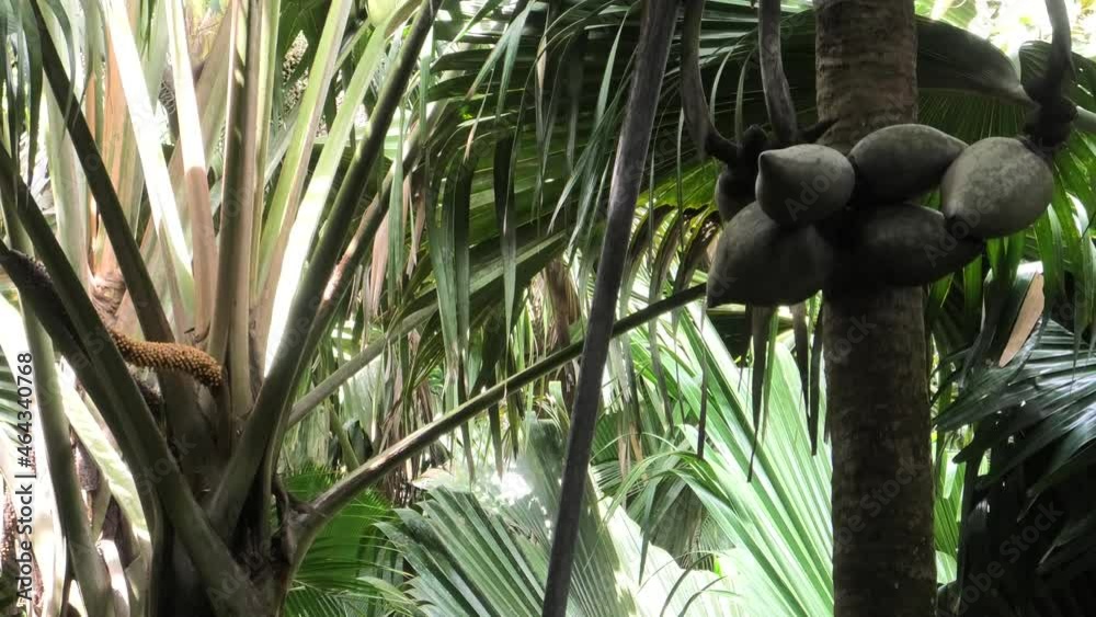 Coco de Mer palm at Valee de Mai Nature Reserve, Unesco world Heritage ...