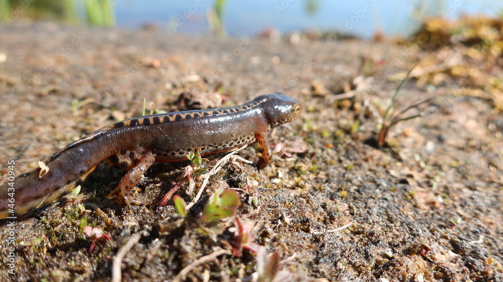 Obraz premium Bergmolch