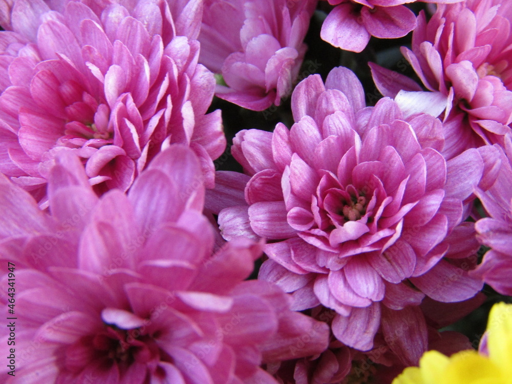 pink chrysanthemum flowers pink chrysanthemum flowers
