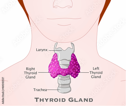 Thyroid gland. Human body and neck. Annotated, Larynx, trachea. Place in body. Red, purple, pink. Explanations. Skin background. Medical Illustration vector