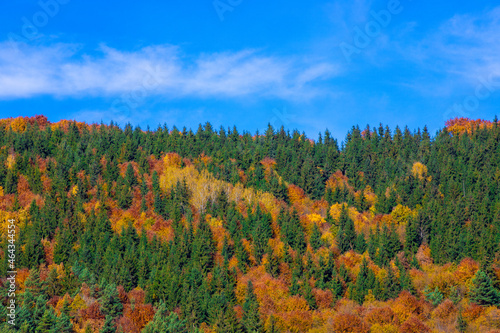 landscape with a deciduous forest seen from above in autumn