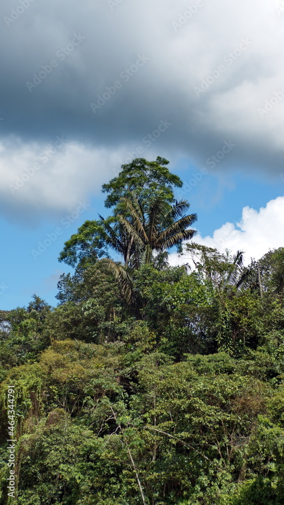 Jungle on the bank of the Santiago River, near Playa del Oro, Ecuador