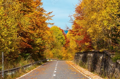 a road through an autumn forest