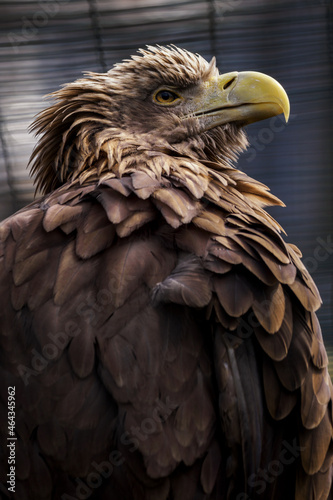 Adult eagle living in captivity. © lapis2380
