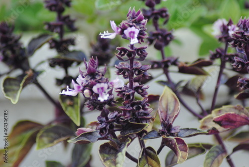 Purple Opal Basil Flowering