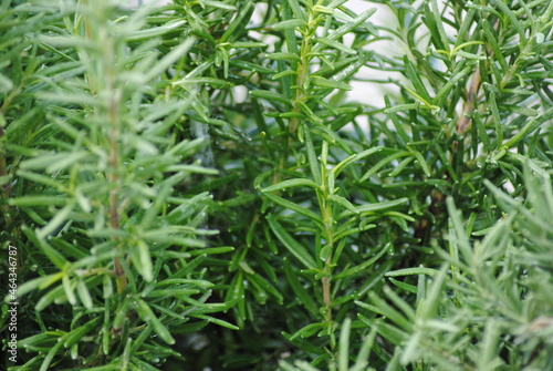 Rosemary growing