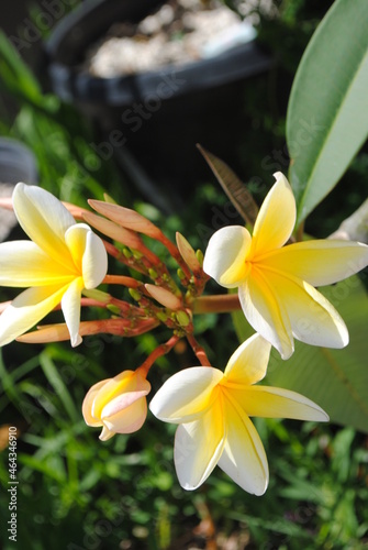 White & Yellow Plumeria Flowers