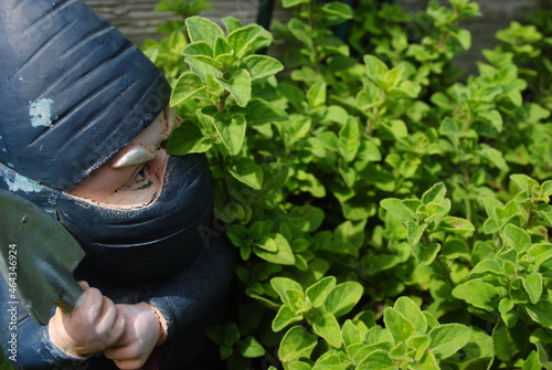 Gnome protecting his herbs