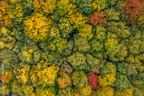 Hungary - Trees in autumn colors from topdown drone shot
