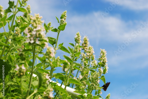 Hydroponic Catnip flowering