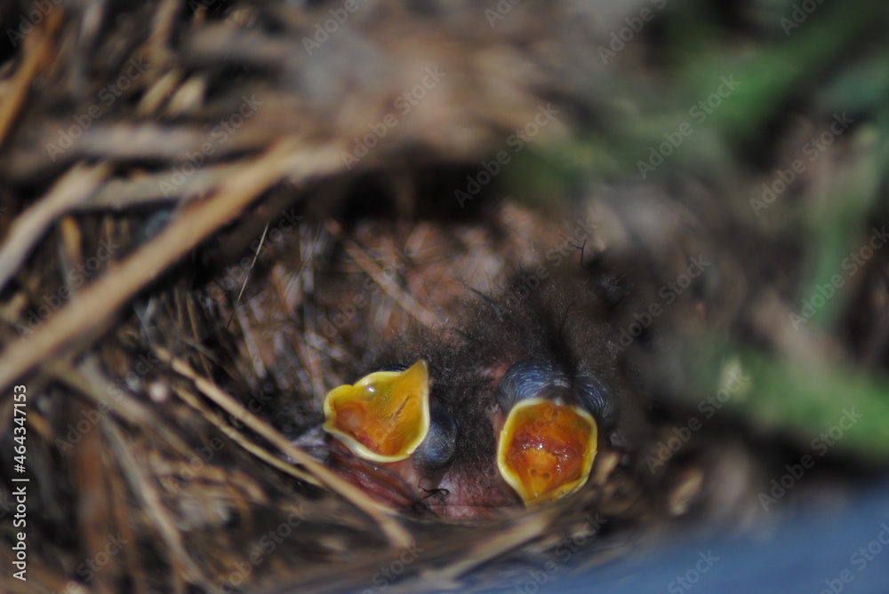 Baby Birds Waiting for food 2