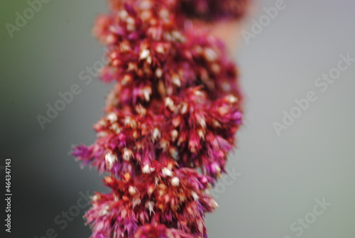 Flowering amaranth  in Spring