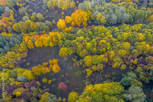 Hungary - Trees in autumn colors from topdown drone shot