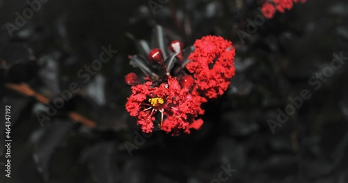 Pretty Red Flower Cluster