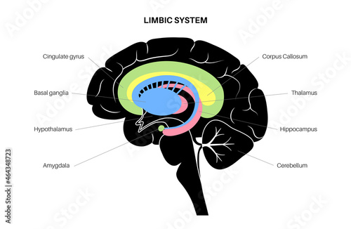 Brain limbic system photo
