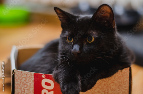 Black cat in the box