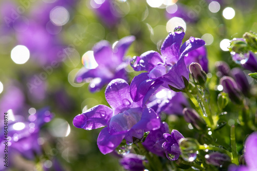 Campanula with rain drops in the sun