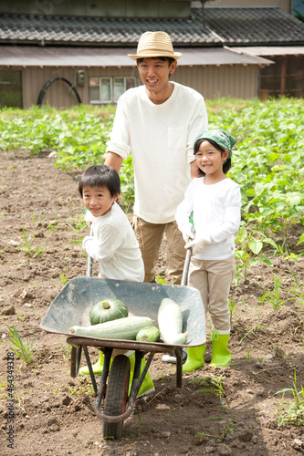 畑の中で野菜を積んだ一輪車を押す子供男女と父 photo