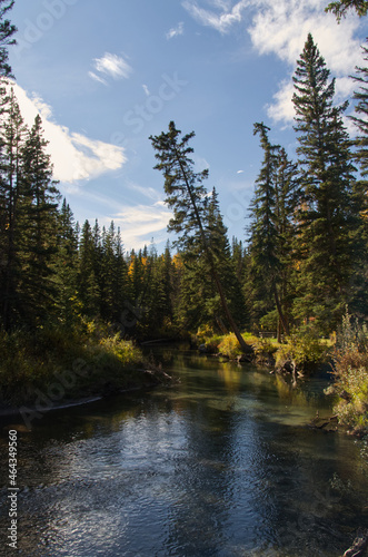 A Creek in a Spruce Forest