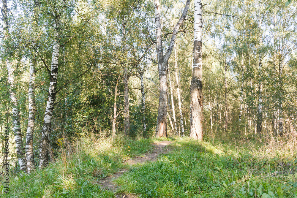Obraz premium Early autumn in central Russia. Path in forest between birch trees. Sunny weather