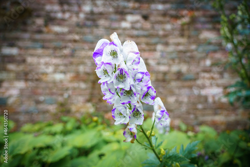 close up of Aconitum x cammarum 'Bicolor' aka aconite flower in late summer bloom  photo