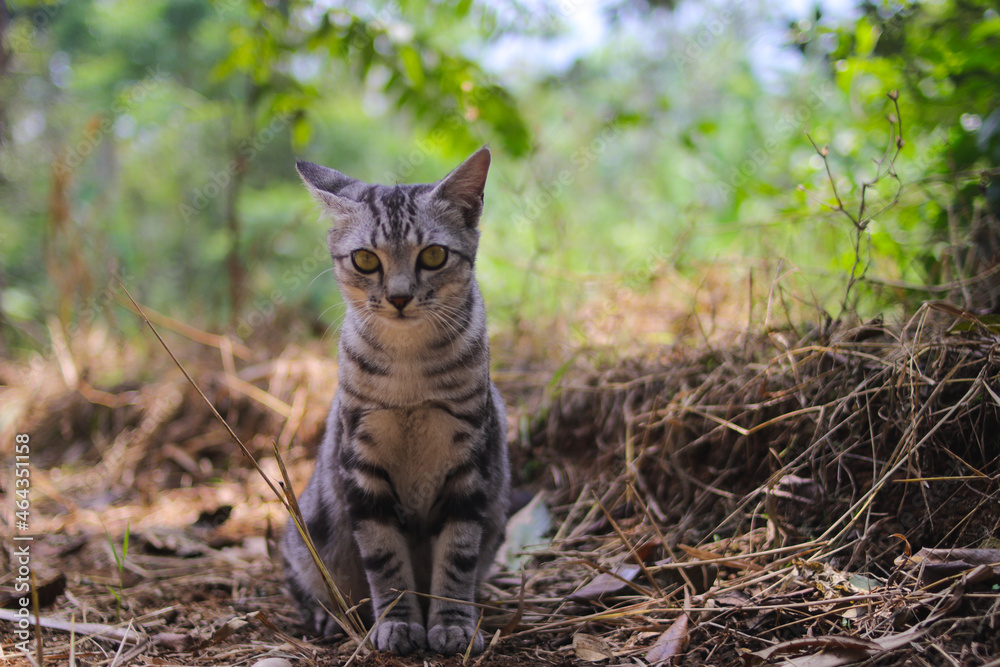 Close-up view of a curious striped wild cat with blurred background sitting down on the ground is looking at the camera in the woods