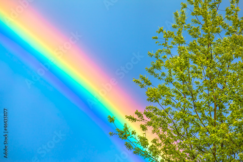 Miracle of Nature / Detail of tree and rainbow at spring on blue sky background (copy space)