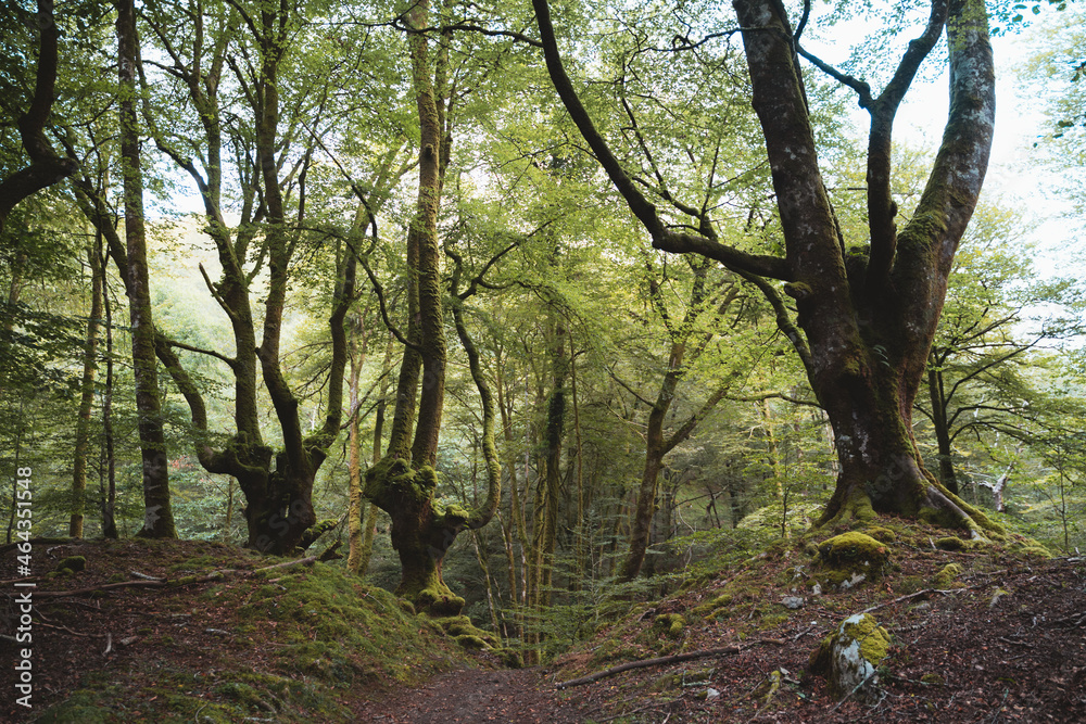 Fototapeta premium Big pollarded beech trees in Artikutza forest, Spain