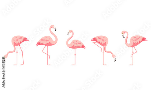 Flamingo set © kateetc