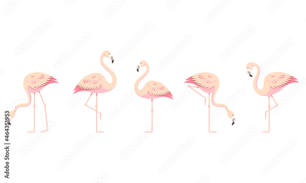 Fototapeta premium Flamingo set