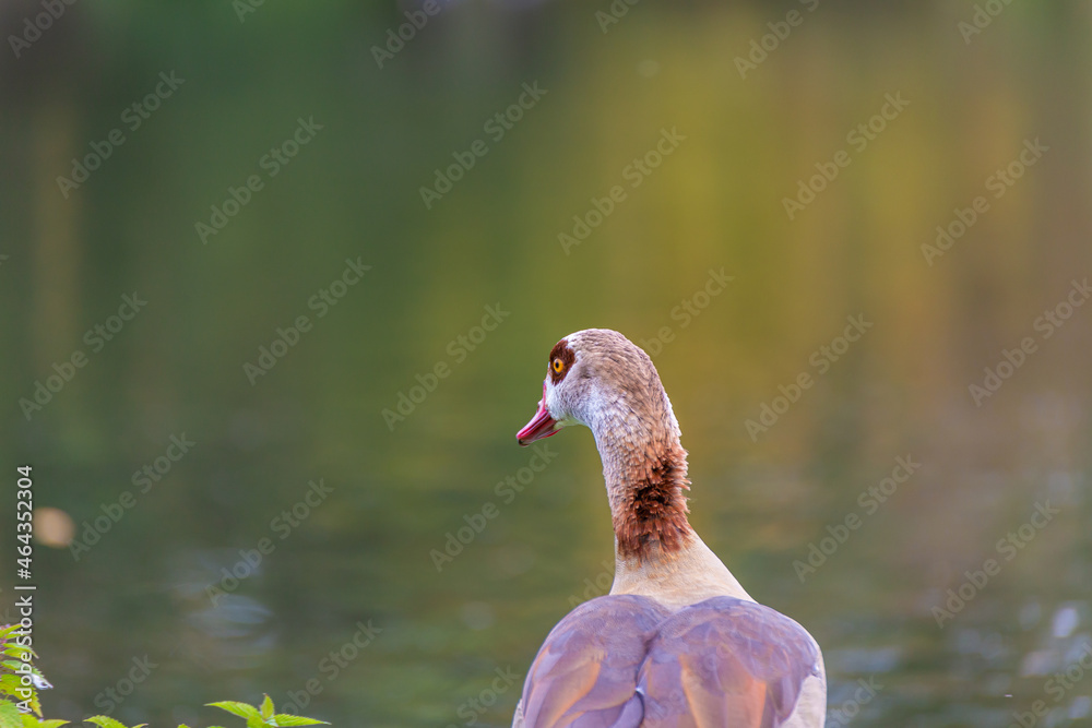 Fototapeta premium Closeup shot of an Egyptian goose