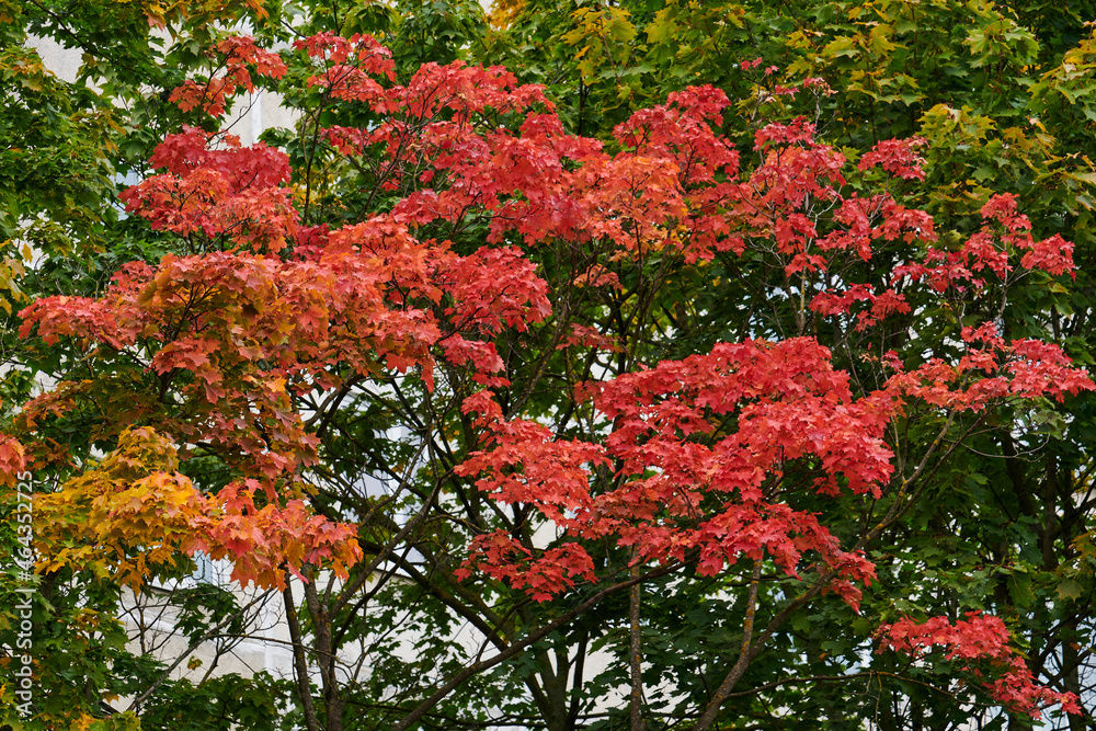 Russia. Moscow. Red maple of mid-September on the streets of the city Russia. Moscow. Red maple of mid-September on the streets of the city