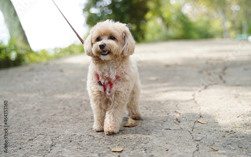little maltipoo puppies walks in the park in autumn time