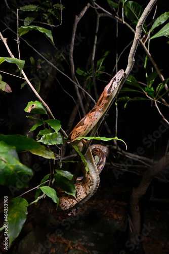 Madagascar boa // Nördliche Madagaskarboa (Acrantophis madagascariensis) 