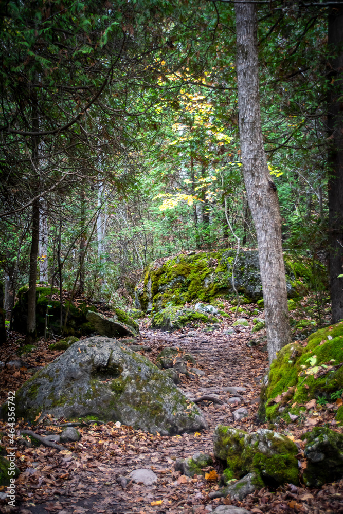 A rocky hiking trail leads through the lush Autumn-coloured forest in Lion's Head Provincial Park on the Bruce Peninsula, Ontario. A rocky hiking trail leads through the lush Autumn-coloured forest in Lion's Head Provincial Park on the Bruce Peninsula, Ontario.
