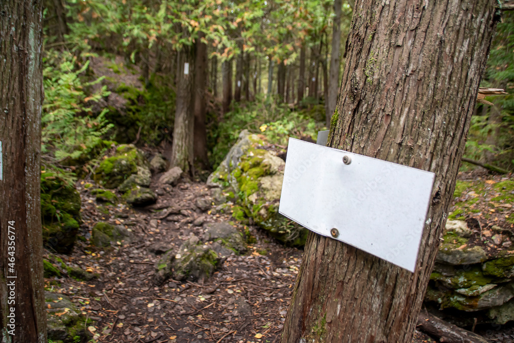 A blank sign (copy space) pointing into the dark forest is attached to a tree in the foreground.