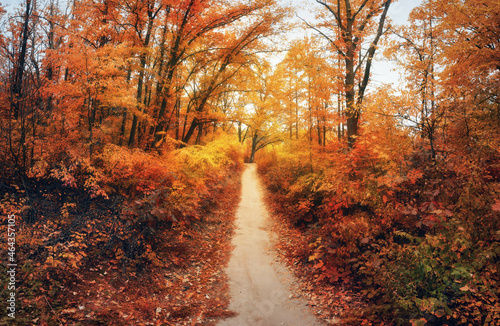 Beautiful autumn forest with path. Colorful landscape with trail, trees with bright foliage and sunshine at fall.