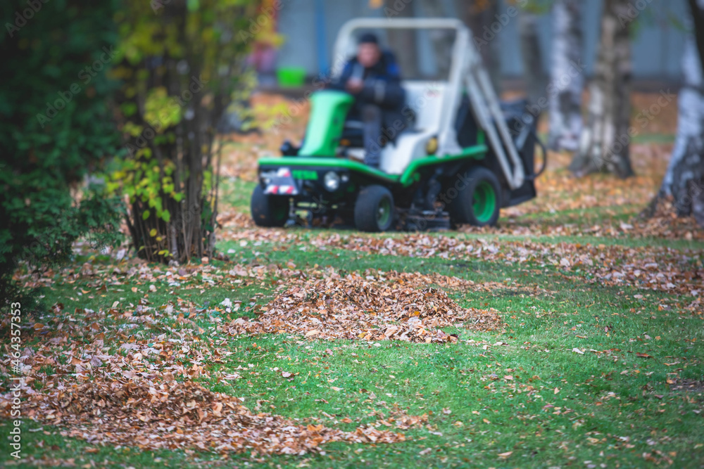 Removing fallen autumn leaves in the park, process of raking and cleaning the area from yellow leaves, regular seasonal work with tractor, garden tools and modern equipment Removing fallen autumn leaves in the park, process of raking and cleaning the area from yellow leaves, regular seasonal work with tractor, garden tools and modern equipment