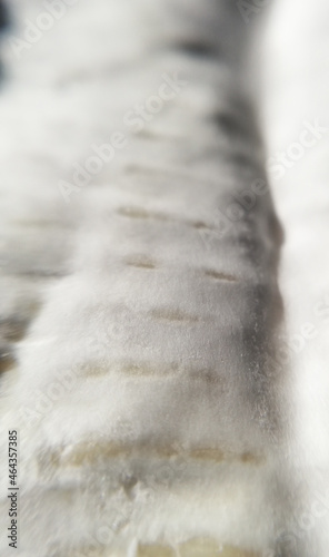 Camembert  in close-up, macrophotography