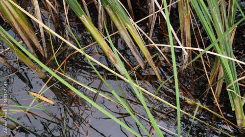 Reeds peeking out of the pond