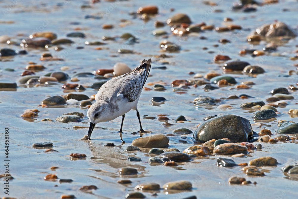 A Sandpiper, Scolopacidae, forages for food on the edge of the ocean in Westport, Massachusetts. A Sandpiper, Scolopacidae, forages for food on the edge of the ocean in Westport, Massachusetts.