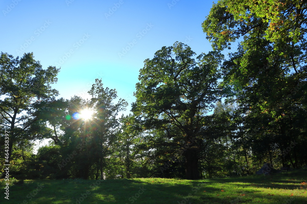 Obraz premium Nice green oak trees and a blue sky. September weather outside. Stockholm, Sweden, Scandinavia, Europe.