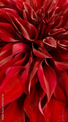 red dahlia flower