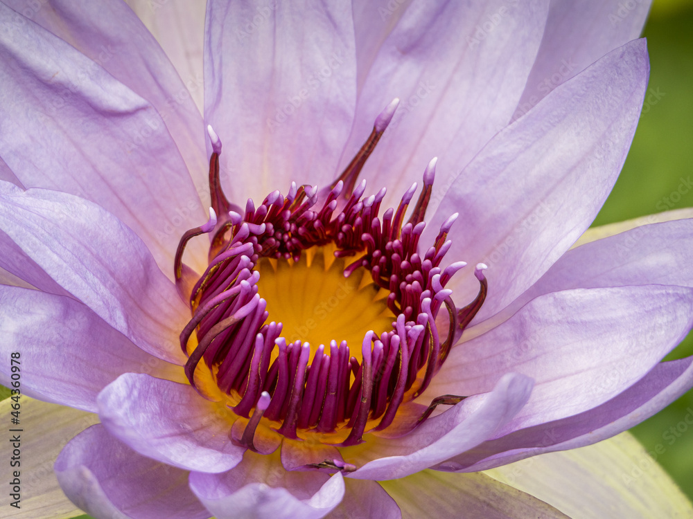 Close up of water lily Close up of water lily