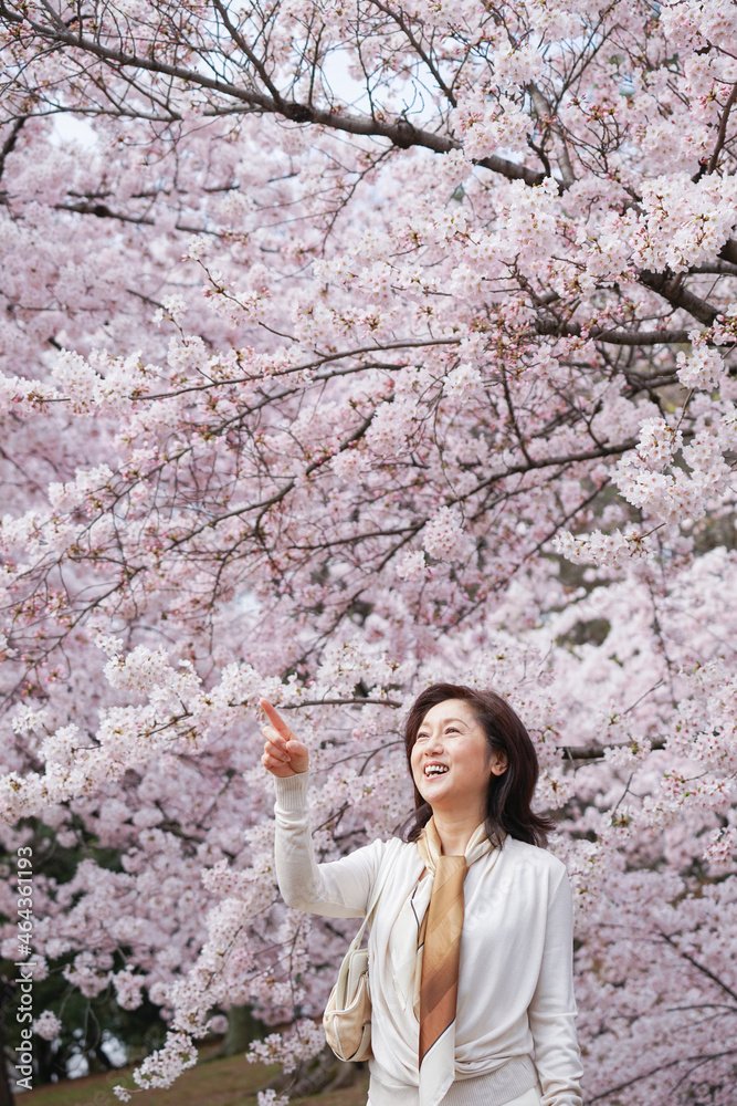 花見する中高年女性 花見する中高年女性