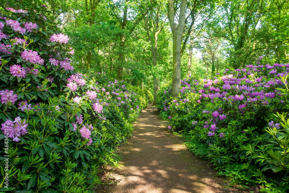 Alley of pink rhododendrons in forest in Estate Clingendael