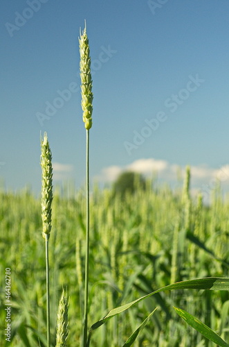 Green unripe wheat ears on a sunny summer day.
