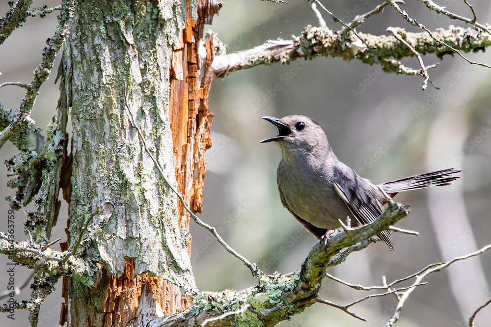 Cute catbird close up portrait on the tree Cute catbird close up portrait on the tree