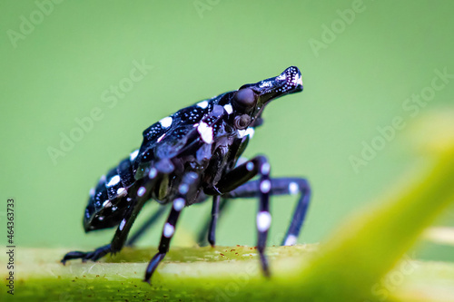 Young spotted lanternfly nymph on the plant close up
