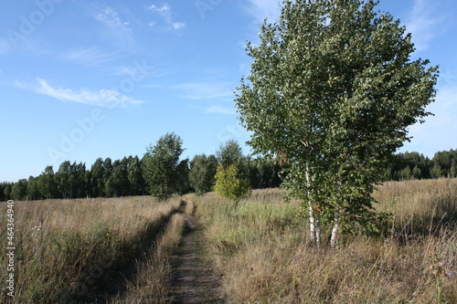 A path through the field. Country road. Trees in the field. Green grass. Blue sky. Birches. Hot summer. Forest beyond the field